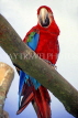 COSTA RICA, Scarlet Macaw perched on branch (red and blue), CR112JPLA