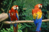 COSTA RICA, Scarlet Macaws perched on branch (red, yellow and blue), CR76JPLA