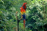 COSTA RICA, Scarlet Macaws perched on branch (red, yellow and blue), CR79JPL