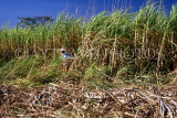 COSTA RICA, Sugar Cane plantation and worker, CR63JPL