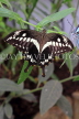 COSTA RICA, Thoas Swallowtail Butterfly, CR163JPL