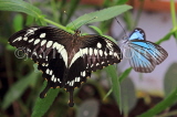 COSTA RICA, Thoas Swallowtail Butterfly, CR164JPL