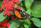 COSTA RICA, Tiger Longwing Butterfly, CR114JPL