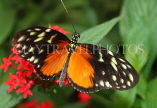 COSTA RICA, Tiger Longwing Butterfly, CR117JPL