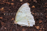 COSTA RICA, White Morpho Butterfly, CR161JPL