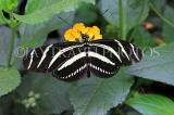 COSTA RICA, Zebra Longwing Butterfly, CR145JPL