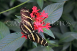 COSTA RICA, Zebra Longwing Butterfly, CR146JPL