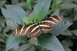COSTA RICA, Zebra Longwing Butterfly, CR147JPL