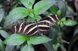 COSTA RICA, Zebra Longwing Butterfly, CR148JPL