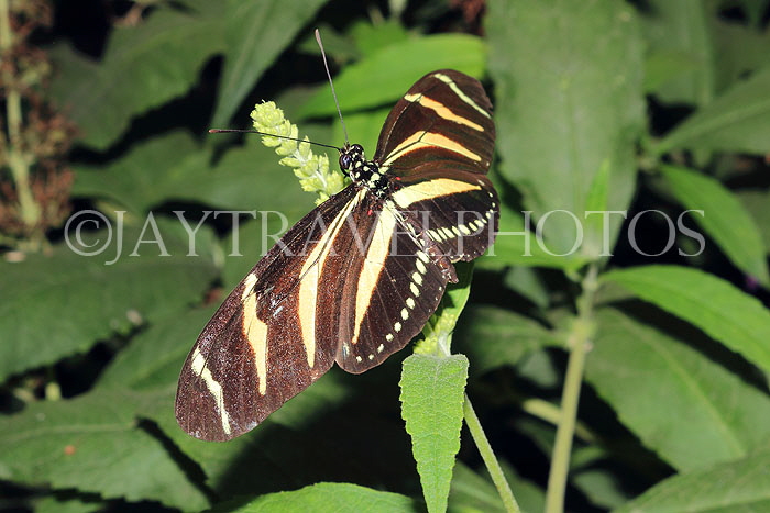 COSTA RICA, Zebra Longwing Butterfly, CR149JPL
