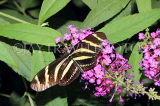 COSTA RICA, Zebra Longwing Butterfly, CR150JPL