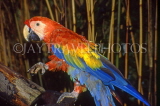 COSTA RICA, birdlife, Scarlet Macaw (red, yellow, blue), CR88JPL