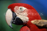 COSTA RICA, birdlife, red Macaw, closeup, CR82JPLA