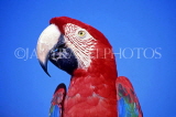 COSTA RICA, birdlife, red Macaw, closeup, CR87JPLA