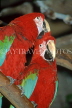 COSTA RICA, birdlife, red and green Macaws, CR86JPL