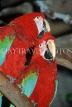 COSTA RICA, birdlife, red and green Macaws, CR86JPLA