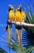COSTA RICA, birdlife, two Macaws, CR84JPL