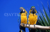 COSTA RICA, birdlife, two yellow Macaws, CR81JPL