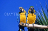 COSTA RICA, birdlife, two yellow Macaws, CR81JPLA