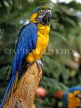 COSTA RICA, birdlife, yellow Macaw, CR83JPL