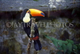 COSTA RICA, birdlife, yellow billed Toucan, CR78JPLA