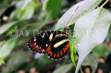 COSTA RICA, tropical butterfly, CR155JPL