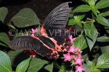 COSTA RICA, tropical butterfly, CR158JPL