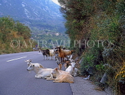 CROATIA, Dubrovnik, coastal road and goat herd, CRO394JPL
