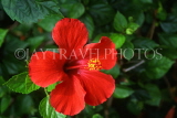 CUBA, Havana, red Hibiscus flower, CUB207JPL