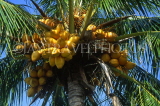 CUBA, Playa Larga, coconut tree, with orange coconuts, CUB149JPL