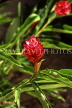 CUBA, Playa Larga, red Ginger Lily flower, CUB177JPL