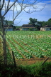 CUBA, Tobacco plantation, CUB1036JPL