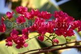 CUBA, Varadero, Bougainvillea flowers, CUB181JPL