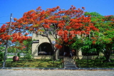 CUBA, Varadero, Flamboyant (Flame) tree blossom, CUB222JPL