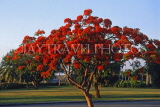 CUBA, Varadero, Flamboyant tree, CUB171JPL