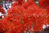 CUBA, Varadero, Flamboyant tree blossom, CUB220JPL