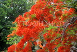 CUBA, Varadero, Flamboyant tree blossom, CUB259JPL