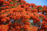 CUBA, Varadero, Flamboyant tree blossom, CUB297JPL