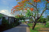 CUBA, Varadero, town street and Flamboyant tree, CUB256JPL
