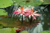 CUBA, Varadero, water lilies, CUB180JPL