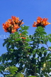 CUBA, countryside, African Tulip tree (aka Flame of the Forest) , CUB185JPL