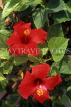 CUBA, red Hibiscus flower, CUB221JPL