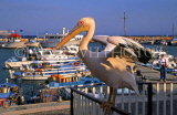 CYPRUS, Aiya Napa, Pelican and fishing boats, CYP240JPL