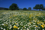 CYPRUS, Akamas area, countryside with spring flowers, CYP67JPL
