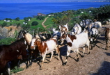 CYPRUS, Akamas area, herd of goats in hillside, CYP454JPL