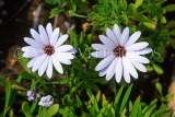 CYPRUS, Akamas area, wild Daisy flowers, CYP466JPL