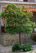 CYPRUS, Larnaca area, Agios Minas Convent, Orange tree in courtyard, CYP326JPL