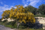 CYPRUS, Larnaca area, Mimosa Tree blossom, CYP474JPL