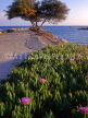 CYPRUS, Limassol, coast view from pier, coastal flowers, CYP223JPL