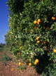 CYPRUS, Limassol area, Phassouri plantation, orange groves, CYP148JPL